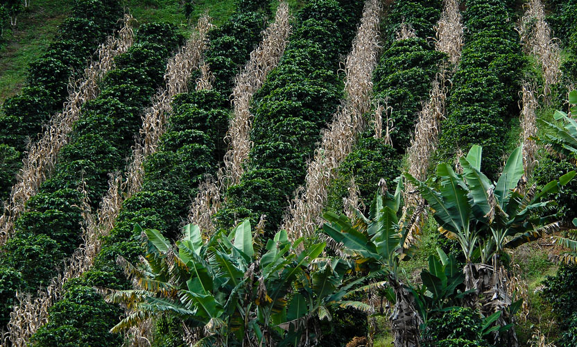 Food for thought at COP27 | Fidelity Singapore